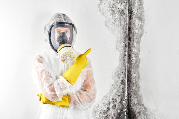 Professional Mold Removal in Yorklyn, PA